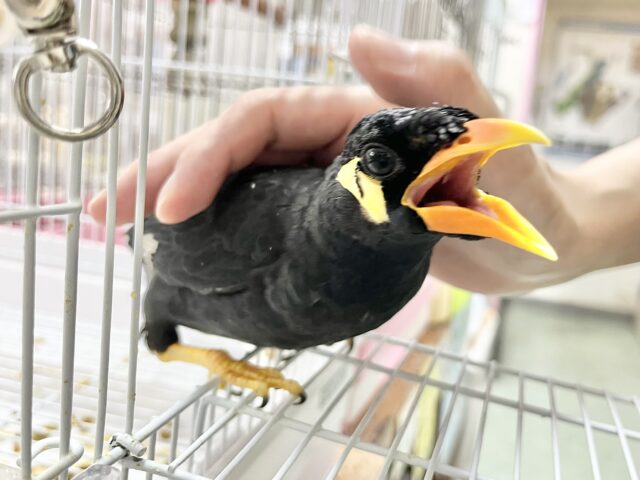 九官鳥（キュウカンチョウ）