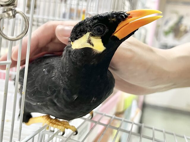 九官鳥（キュウカンチョウ）