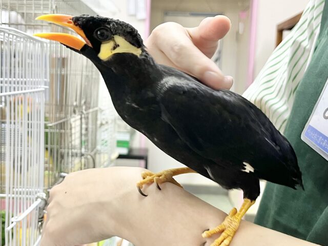 九官鳥（キュウカンチョウ）