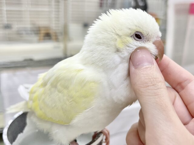 オキナインコ
