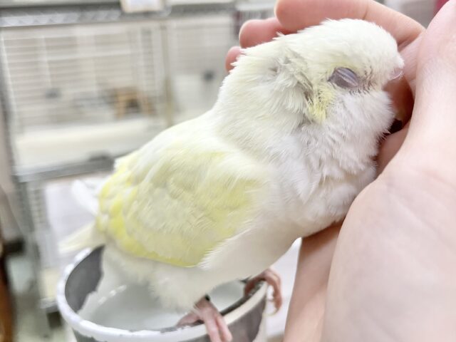 オキナインコ