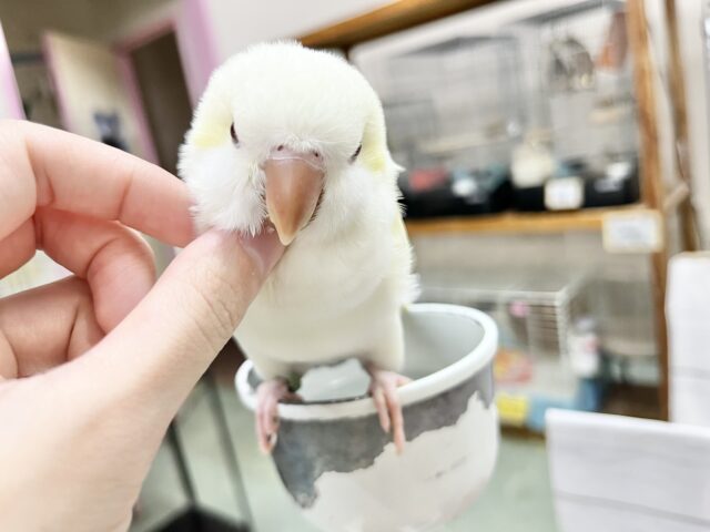 オキナインコ