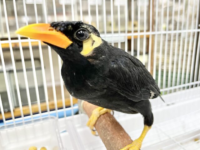 九官鳥（キュウカンチョウ）