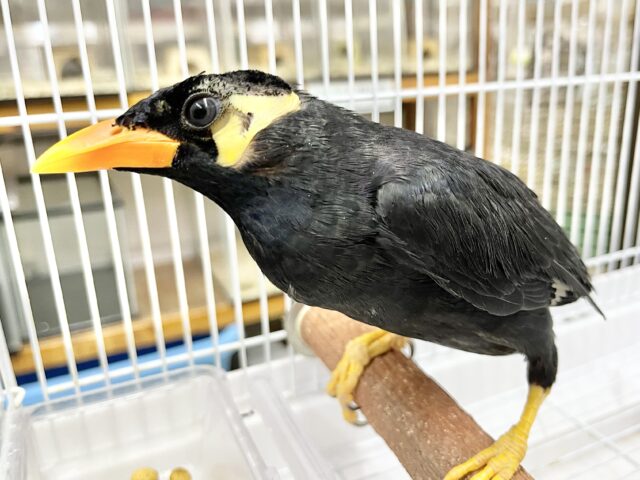 九官鳥（キュウカンチョウ）