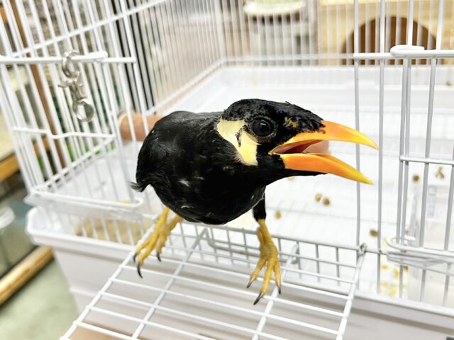 九官鳥（キュウカンチョウ）