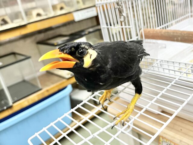 九官鳥（キュウカンチョウ）