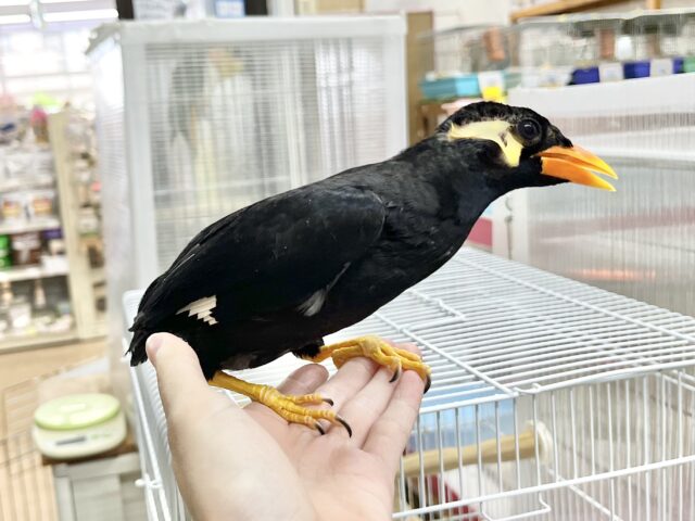 九官鳥（キュウカンチョウ）