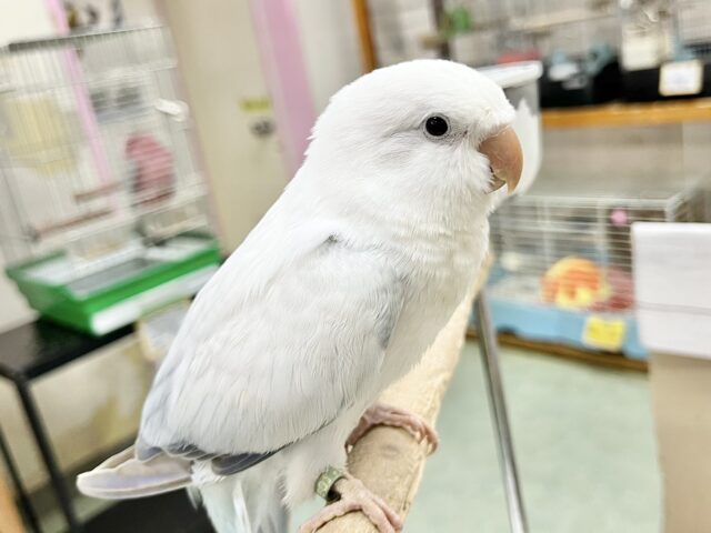 オキナインコ