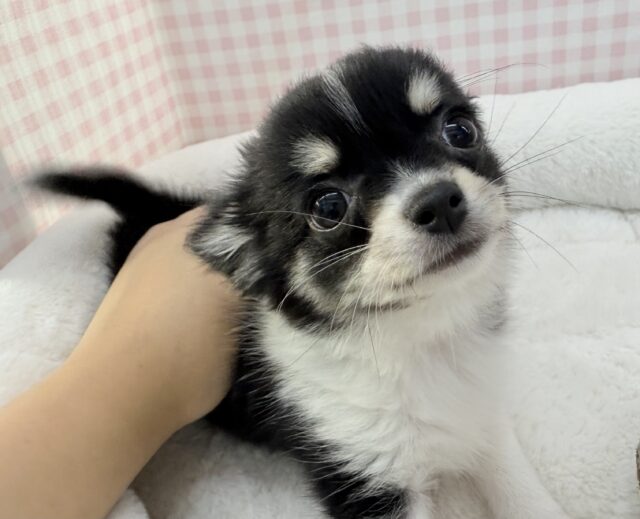 最新画像📷チィくん来たよ！ブラック&ホワイトのチワワくん！