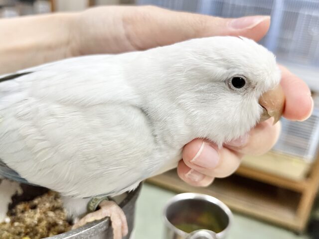 オキナインコ