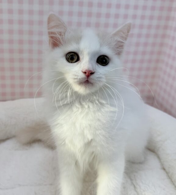 スコティッシュフォールド