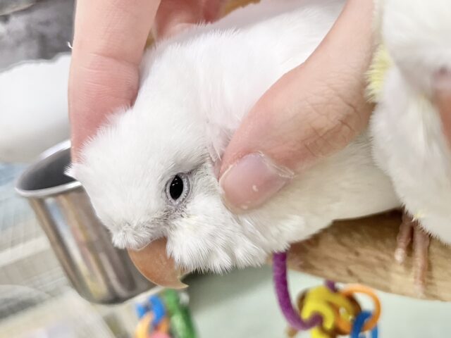 オキナインコ