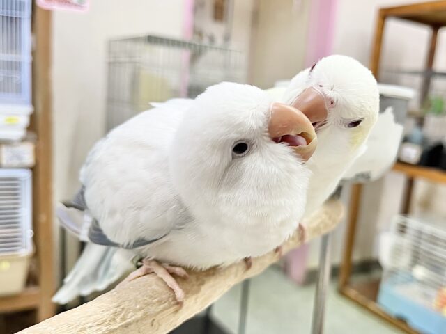 オキナインコ
