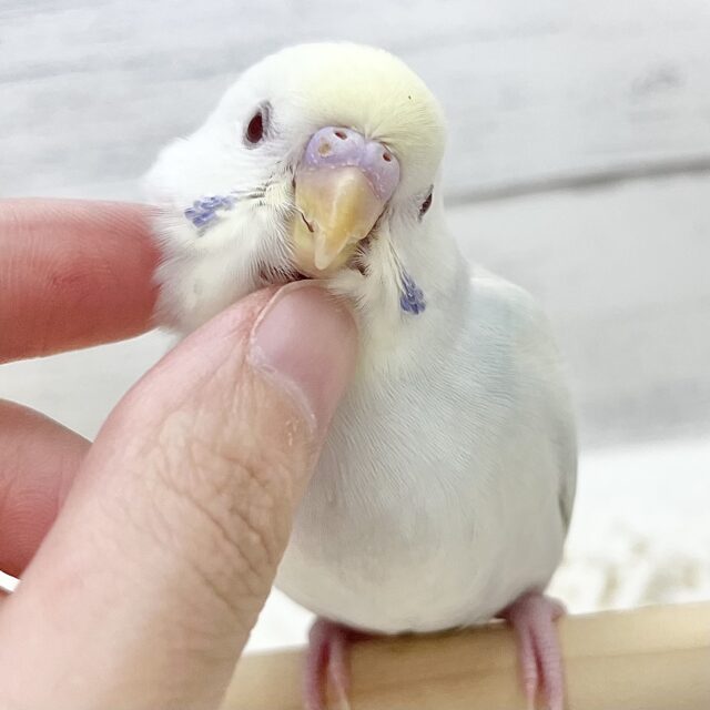 【🆙最新画像アリ】🌈✨激レア✨🌈美しすぎる〜‼️ セキセイインコ（ファロー）