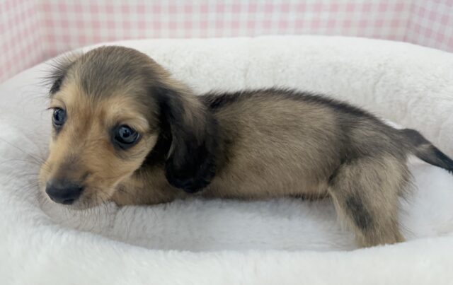 ミニチュアダックス