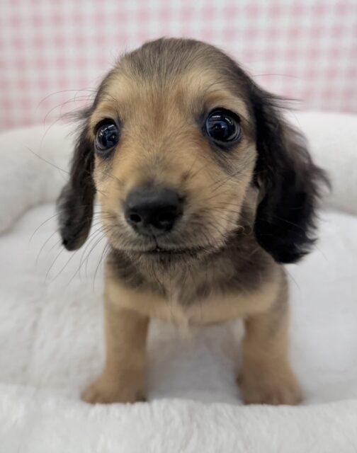 ミニチュアダックス