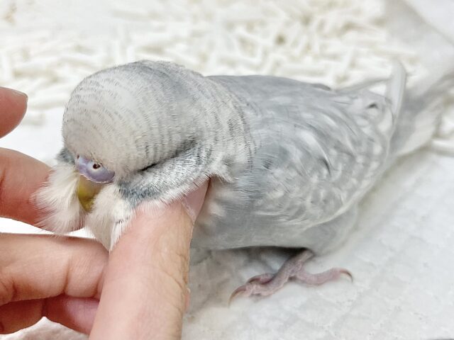 ジャンボセキセイインコ