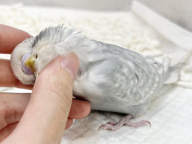 ジャンボセキセイインコ