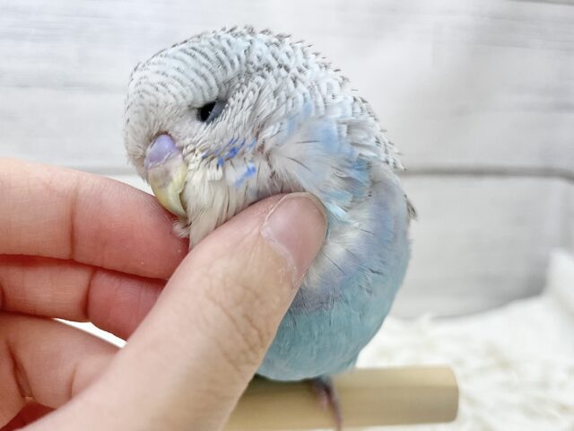 ジャンボセキセイインコ