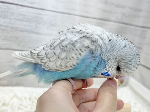 ジャンボセキセイインコ