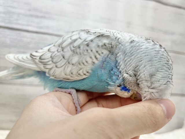 ジャンボセキセイインコ