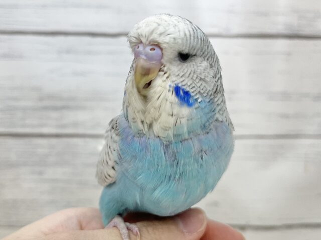 ジャンボセキセイインコ