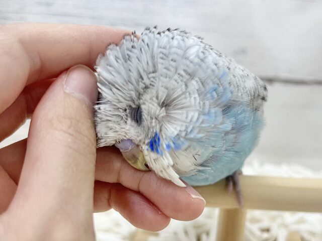 ジャンボセキセイインコ