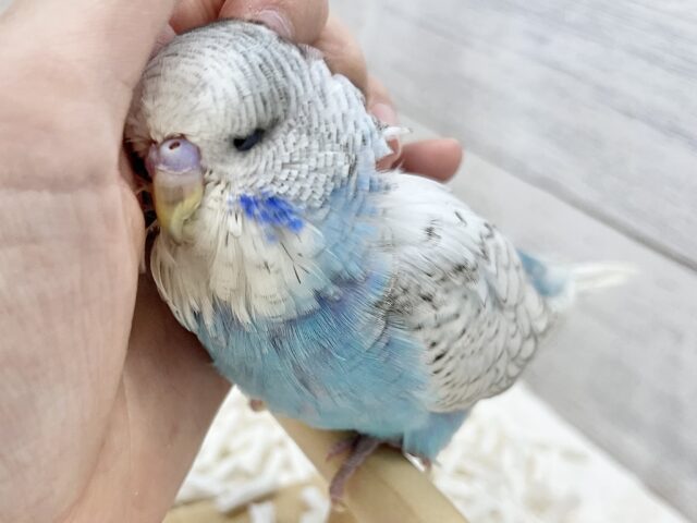 ジャンボセキセイインコ