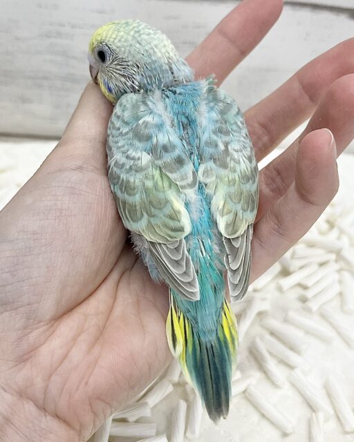 セキセイインコ
