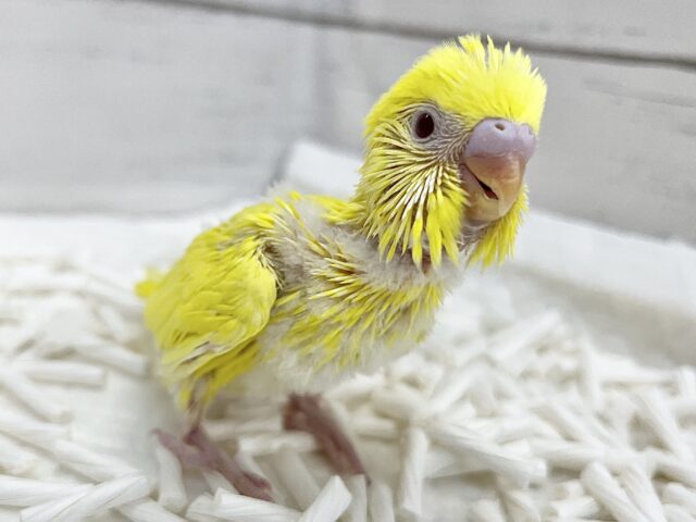 セキセイインコ