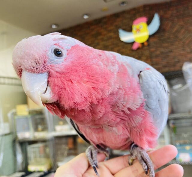 モモイロインコ