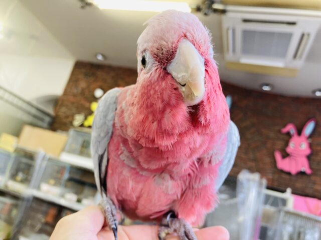 モモイロインコ