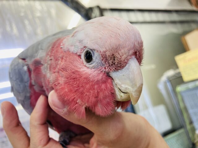 モモイロインコ