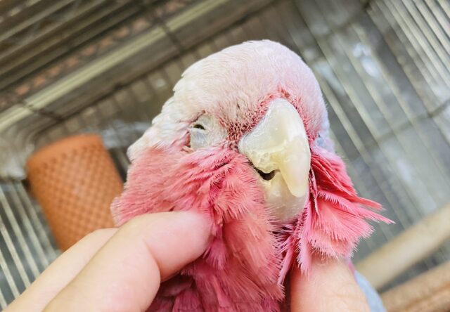 モモイロインコ