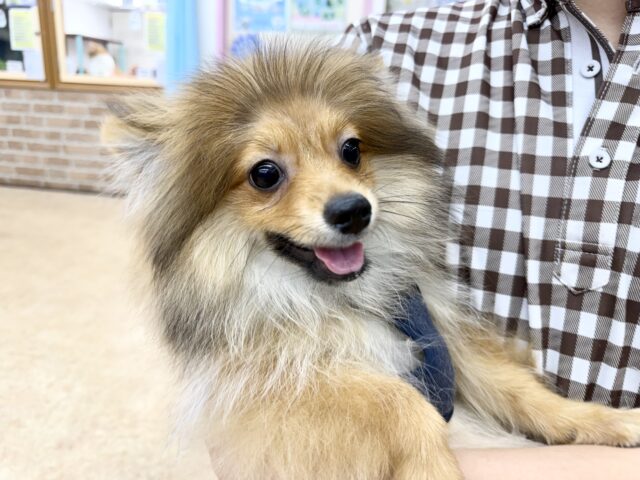 ポメラニアン