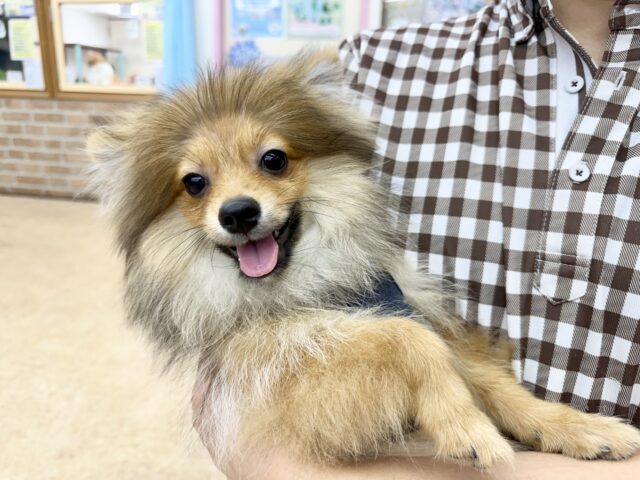 ポメラニアン