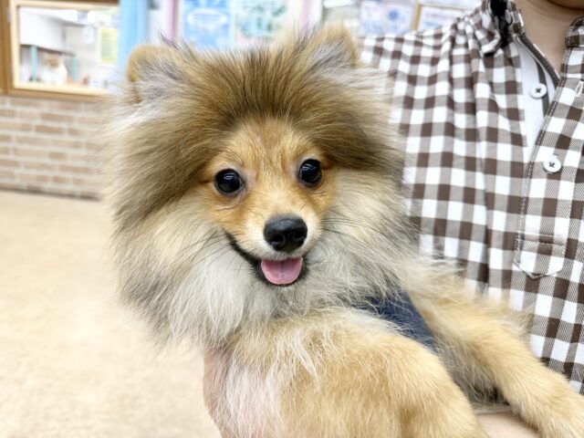 最新画像📸ポメラニアン（オレンジ）男の子♫もふもふもっふり〜ん🦊