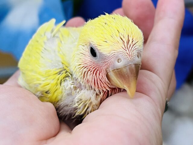 コザクラインコ（小桜インコ）