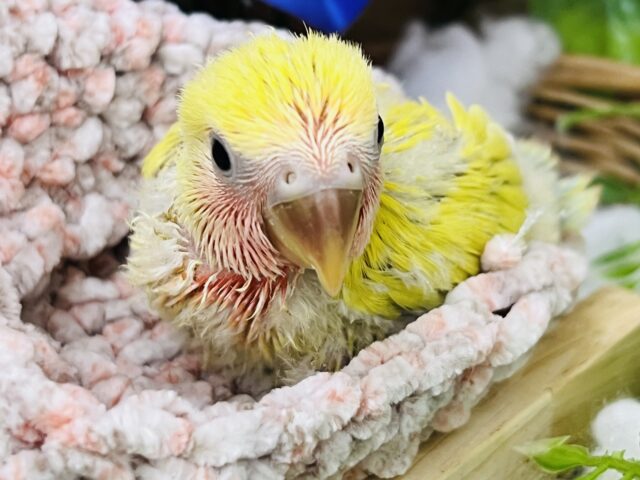 コザクラインコ（小桜インコ）