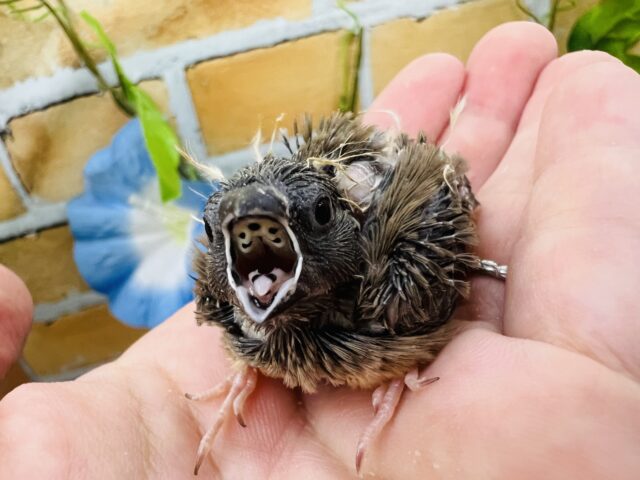 錦花鳥（キンカチョウ）