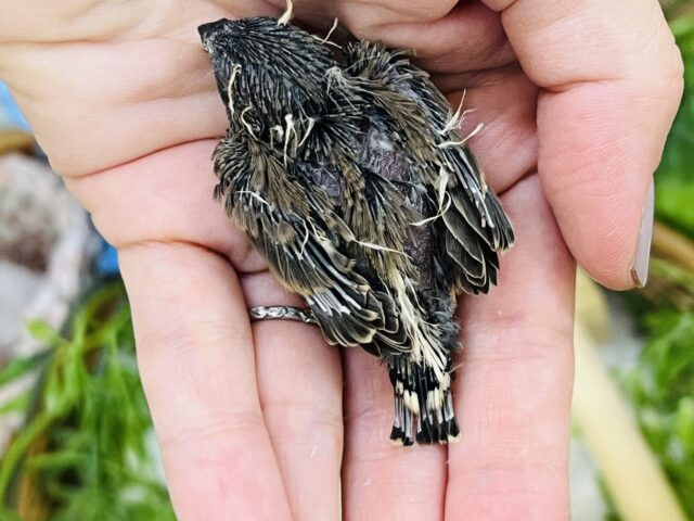 錦花鳥（キンカチョウ）