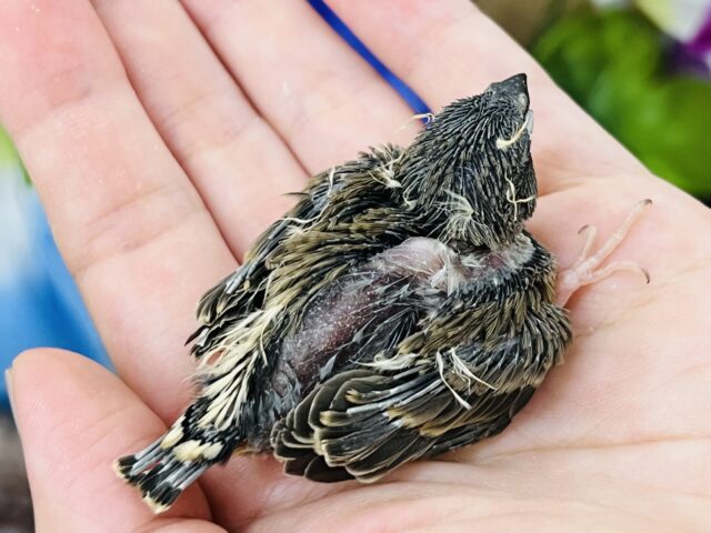 錦花鳥（キンカチョウ）