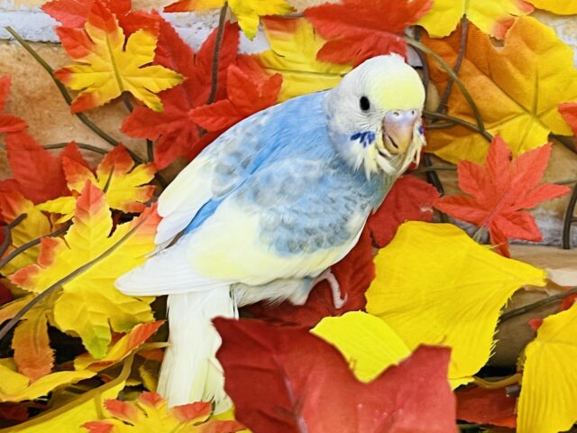 セキセイインコ