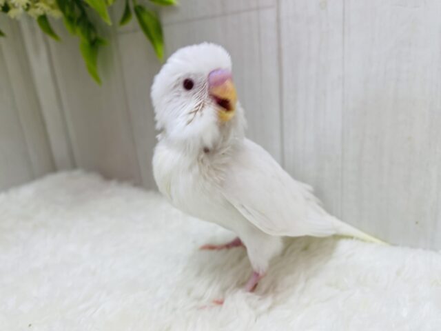セキセイインコ