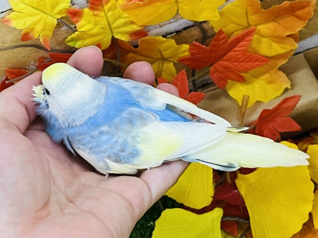 セキセイインコ