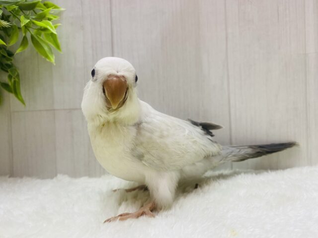 オキナインコ