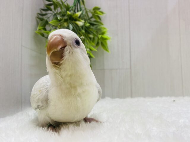 オキナインコ