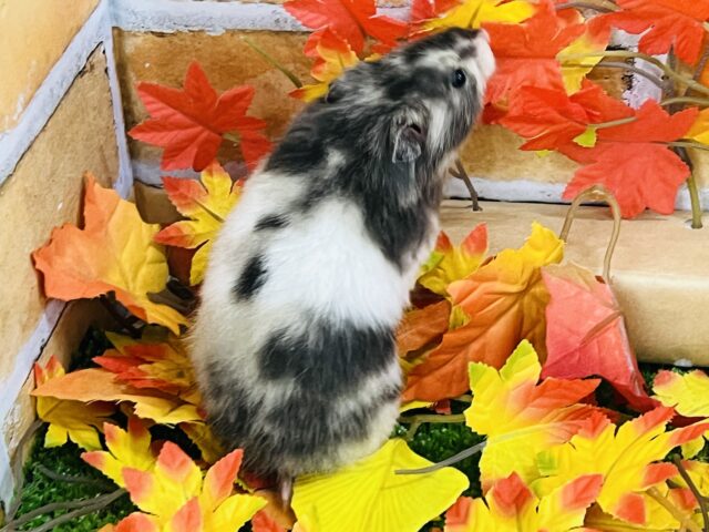 ゴールデンハムスター