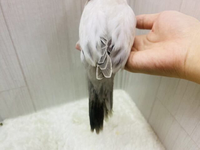 オキナインコ