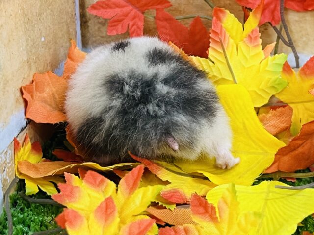 ゴールデンハムスター